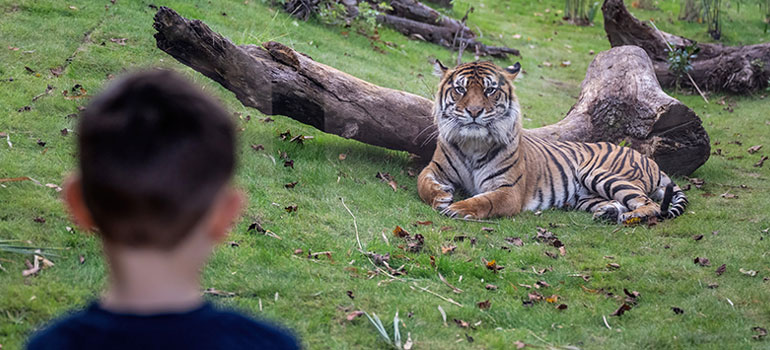 west midlands safari bluey